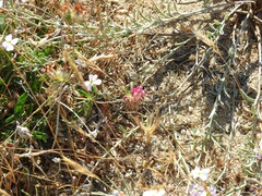Anthyllis vulneraria