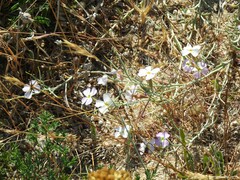 Malcolmia littorea