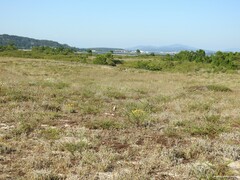 Helichrysum italicum