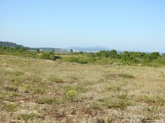 Helichrysum italicum