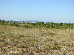 Helichrysum italicum