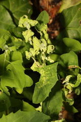 Hayhurstia atriplicis