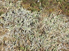 Crucianella maritima