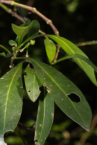 Tricalysia coriacea subsp. angustifolia image