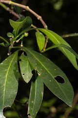 Tricalysia coriacea image