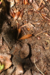Talitrus saltator