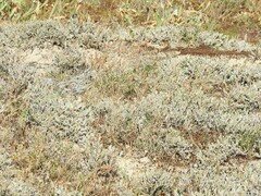 Crucianella maritima