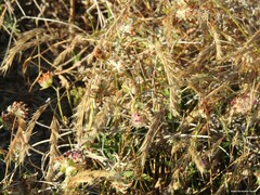Festuca membranacea