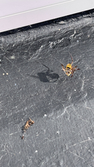 Vespa crabro