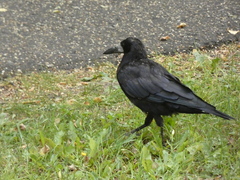Corvus frugilegus