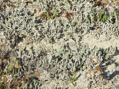 Crucianella maritima