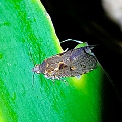 Cryptaspasma querula