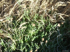 Anthyllis vulneraria