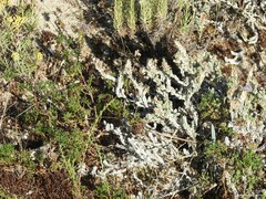 Helichrysum italicum