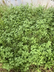 Salpichroa origanifolia