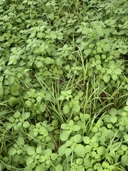 Salpichroa origanifolia