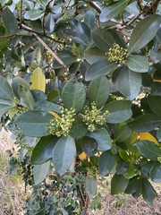 Corynocarpus laevigatus