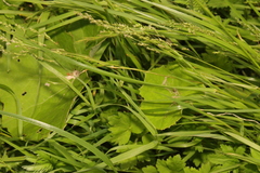 Agrostis stolonifera