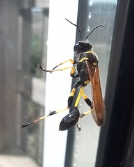 Sceliphron madraspatanum