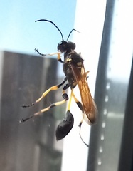 Sceliphron madraspatanum