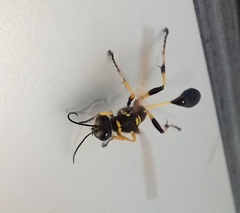 Sceliphron madraspatanum