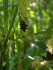 Picromerus bidens