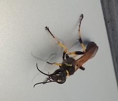 Sceliphron madraspatanum