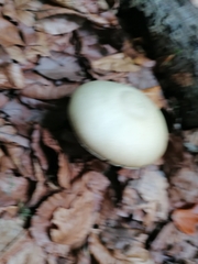 Agaricus sylvicola