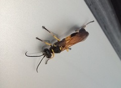 Sceliphron madraspatanum