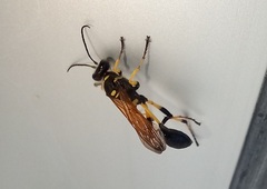 Sceliphron madraspatanum