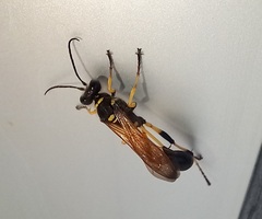 Sceliphron madraspatanum