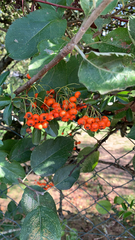 Pyracantha coccinea
