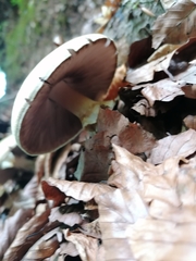 Agaricus sylvicola