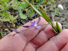 Polygala sibirica