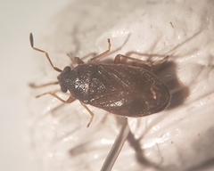 Stygnocoris