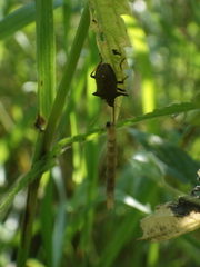 Picromerus bidens