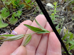 Polygala sibirica