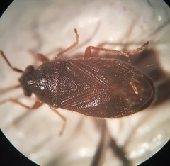 Stygnocoris