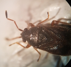 Stygnocoris