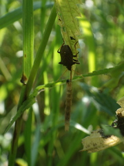 Picromerus bidens