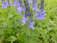 Veronica teucrium