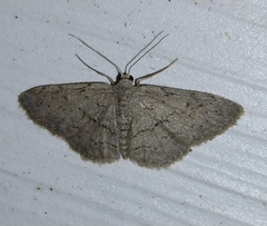 Idaea violacearia