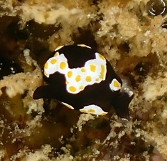 Colpodaspis thompsoni