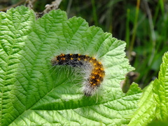 Acronicta auricoma