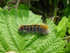 Acronicta auricoma