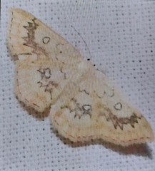 Cyclophora annularia
