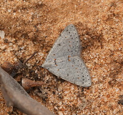 Tapinogyna perichroa