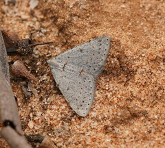 Tapinogyna perichroa