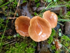 Lactarius camphoratus