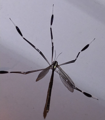 Bittacomorpha clavipes